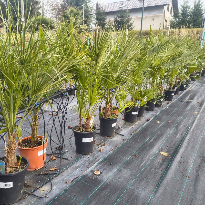 Chamaerops Humilis (Palmička nízka) - C5L, výška 70-90 cm (-14°C)